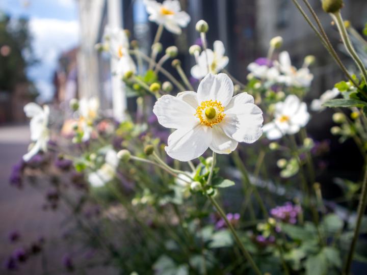 geveltuintje bloem